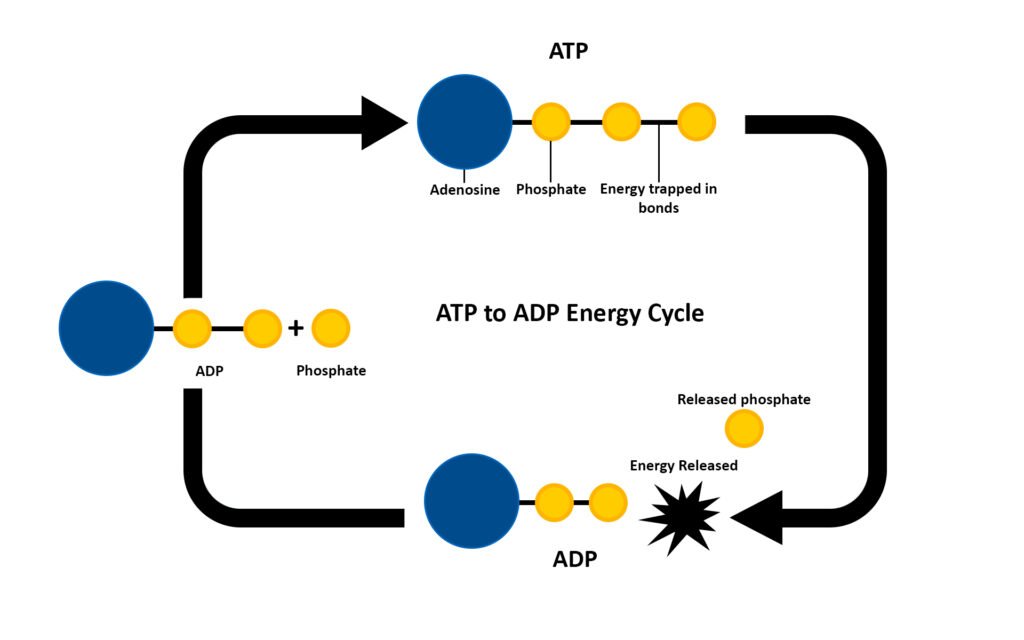 ATP to ADP Cycle